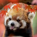 的鱼