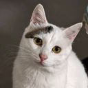 我有四只可爱小猫