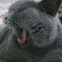 李猪猪我在这